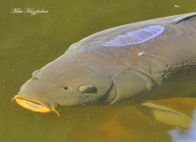 crapi - 7972480638223aa090d7z.jpg